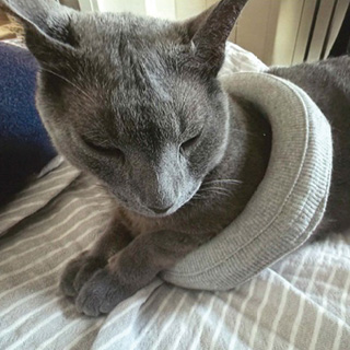 ネコちゃんにも